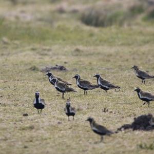 Eurasian Golden Plover