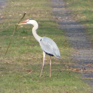 Grey Heron