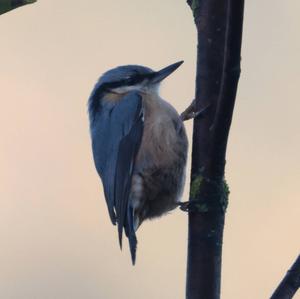 Wood Nuthatch