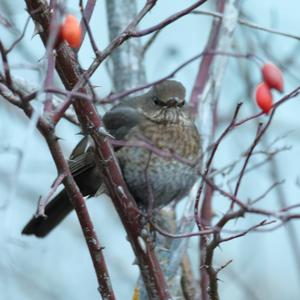 Eurasian Blackbird