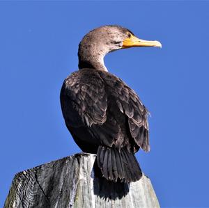 Great Cormorant