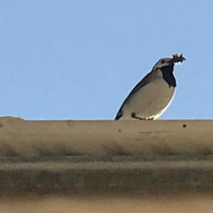 White Wagtail