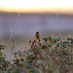 European stonechat