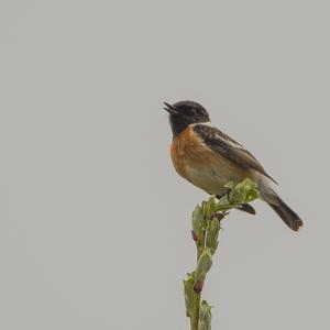 European stonechat