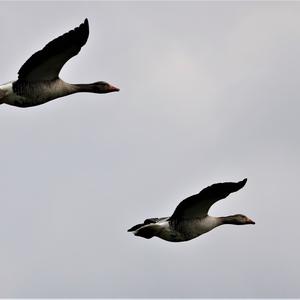 Greylag Goose