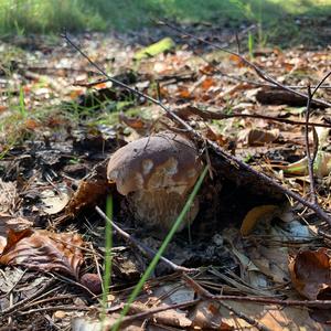 King Bolete