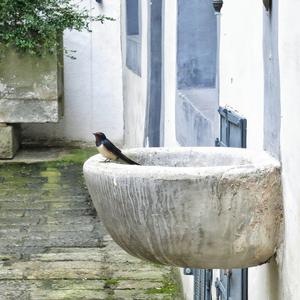 Barn Swallow