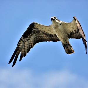 Osprey