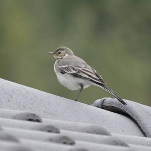 White Wagtail