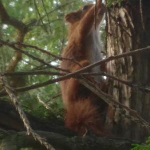 Eurasian Red Squirrel