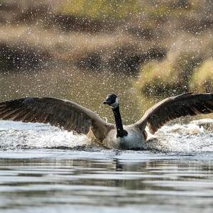 Canada Goose