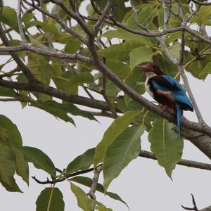 White-throated Kingfisher