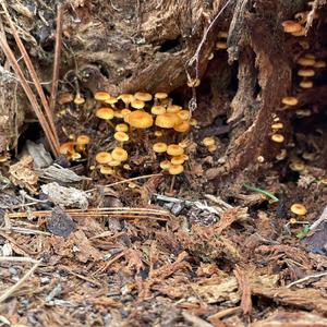 Orange Moss Agaric