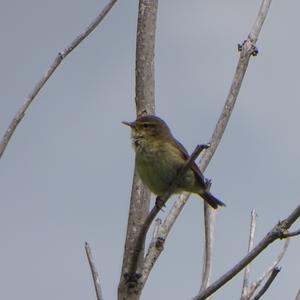 Common Chiffchaff