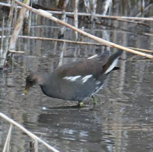 Common Moorhen