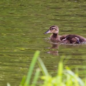 Mallard