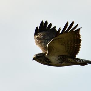 Common Buzzard