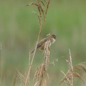 Zitting Cisticola