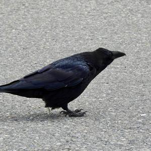 Common Raven