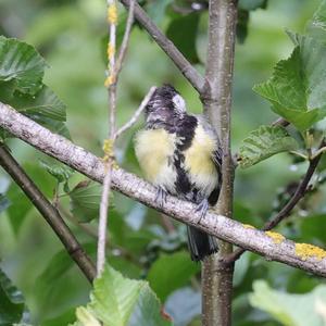 Great Tit