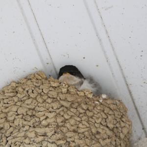 Northern House-martin