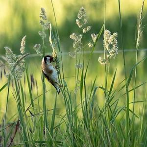 European Goldfinch