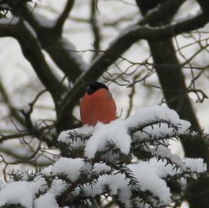 Eurasian Bullfinch