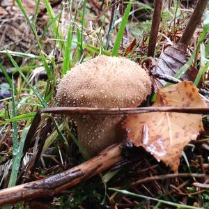 Brown Puffball