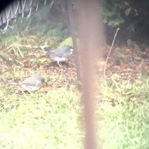 Dark-eyed Junco