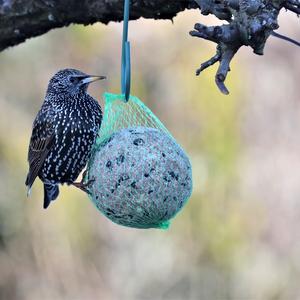 Common Starling