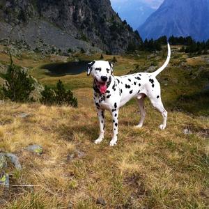 Dalmatian