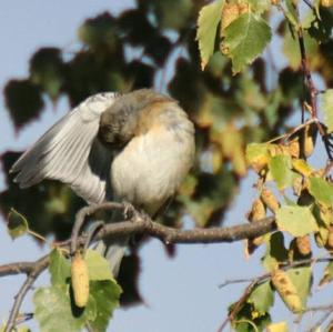 Eurasian Chaffinch