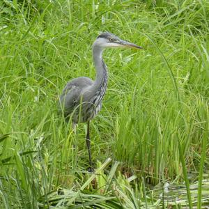 Grey Heron