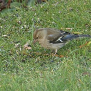 Eurasian Chaffinch