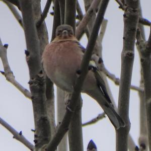 Eurasian Chaffinch