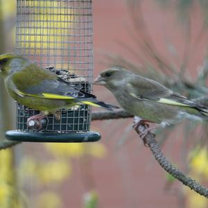 European Greenfinch