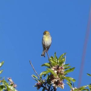 European Serin