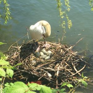 Mute Swan