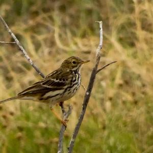 Meadow Pipit