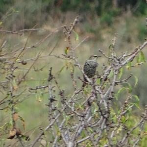 Common Starling