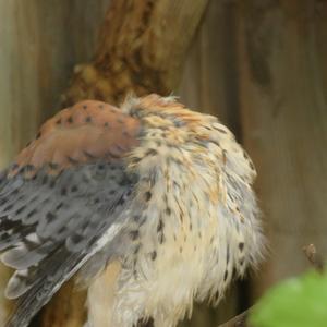 American Kestrel