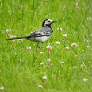 White Wagtail