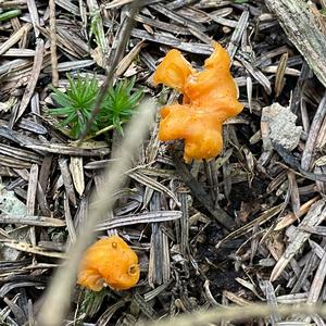 Fries´s Chanterelle