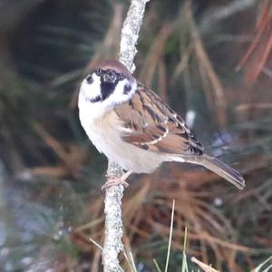 Eurasian Tree Sparrow