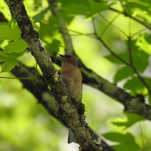 Eurasian Chaffinch