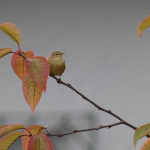 Common Chiffchaff