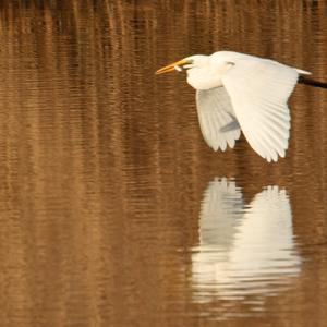 Great Egret