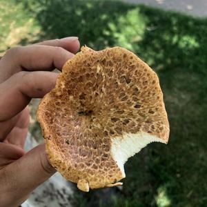 Dryad`s Saddle