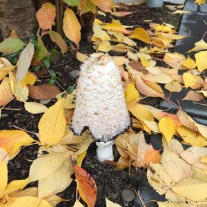 Shaggy Mane