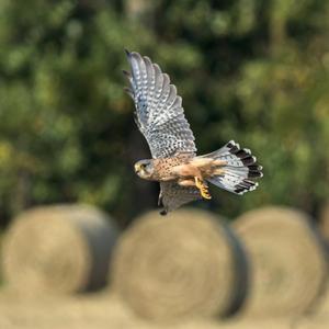 Common Kestrel